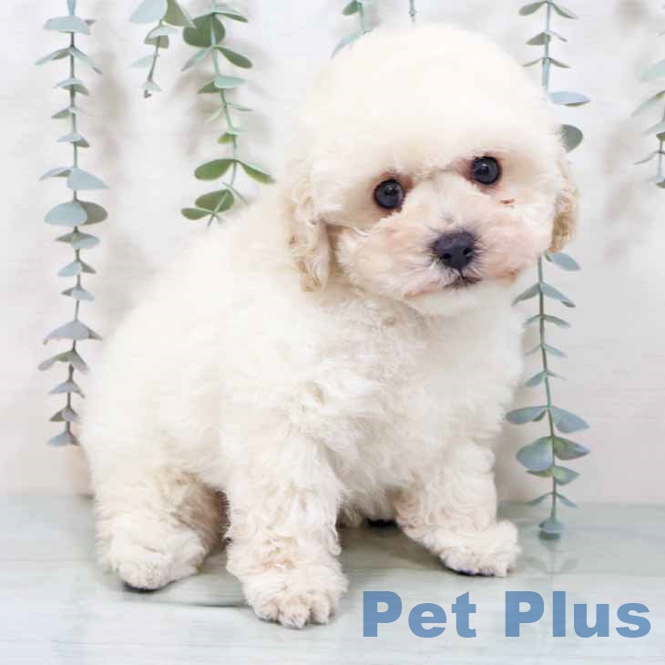 京都府のトイプードル(トイ) (ペットプラス 醍醐店/2025年10月28日生まれ/男の子/ホワイト)の子犬の1枚目の画像