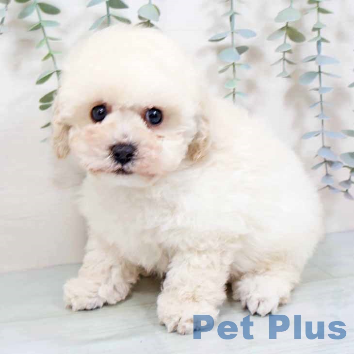 京都府のトイプードル(トイ) (ペットプラス 醍醐店/2025年10月28日生まれ/男の子/ホワイト)の子犬の2枚目の画像