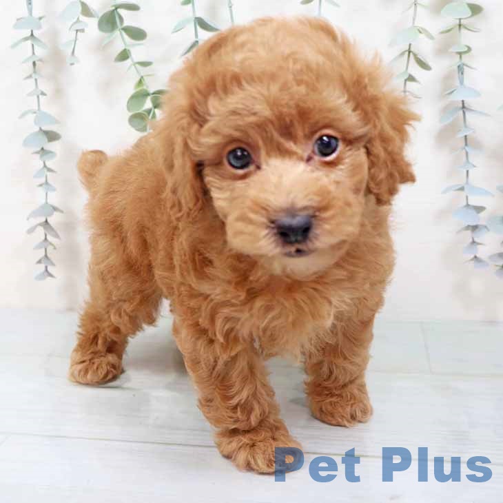 大阪府のトイプードル(トイ) (ペットプラス ららぽーと和泉店/2025年10月28日生まれ/男の子/オレンジフォーン)の子犬の1枚目の画像