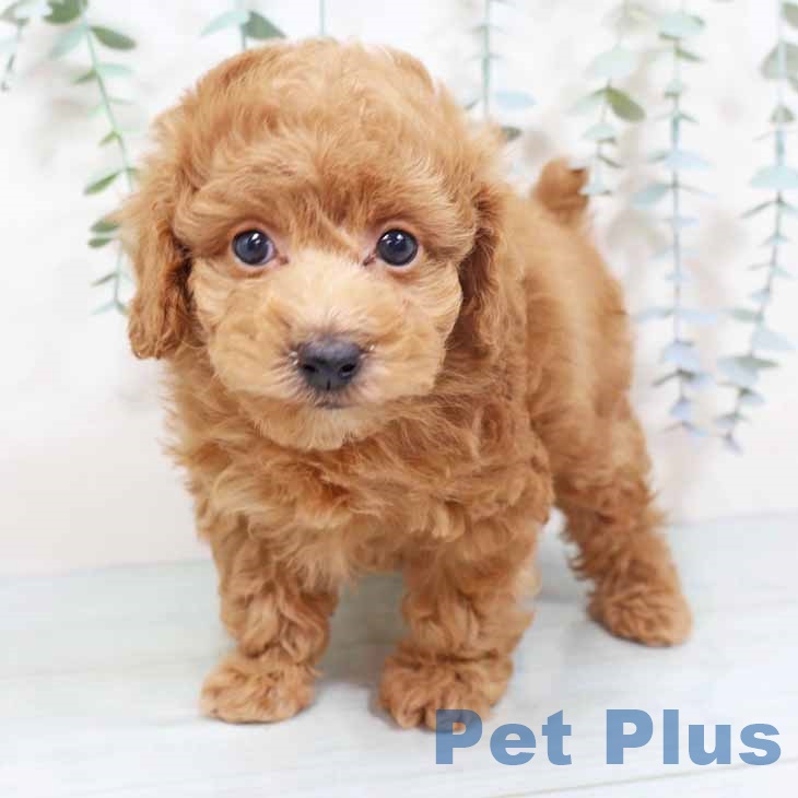 大阪府のトイプードル(トイ) (ペットプラス ららぽーと和泉店/2025年10月28日生まれ/男の子/オレンジフォーン)の子犬の2枚目の画像