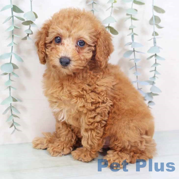 大阪府のトイプードル(トイ) (ペットプラス 鶴見店/2025年10月28日生まれ/男の子/オレンジフォーン)の子犬