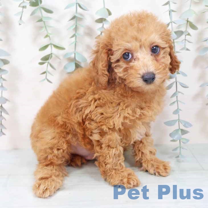 大阪府のトイプードル(トイ) (ペットプラス 鶴見店/2025年10月28日生まれ/男の子/オレンジフォーン)の子犬の2枚目の画像