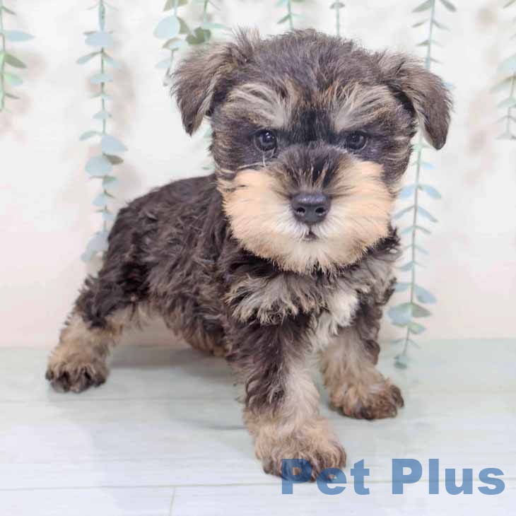 大阪府のミニチュアシュナウザー (ペットプラス りんくう泉南店/2025年10月28日生まれ/男の子/ソルトペッパー)の子犬の1枚目の画像