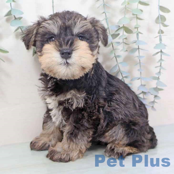 大阪府のミニチュアシュナウザー (ペットプラス りんくう泉南店/2025年10月28日生まれ/男の子/ソルトペッパー)の子犬の2枚目の画像