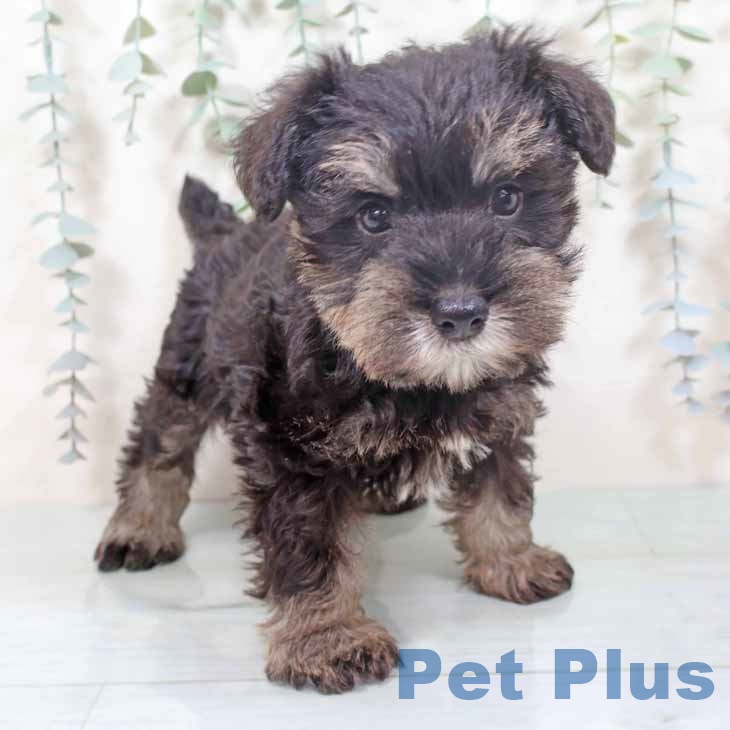 兵庫県のミニチュアシュナウザー (ペットプラス 神戸三宮店/2025年10月28日生まれ/男の子/ブラックシルバー)の子犬の1枚目の画像