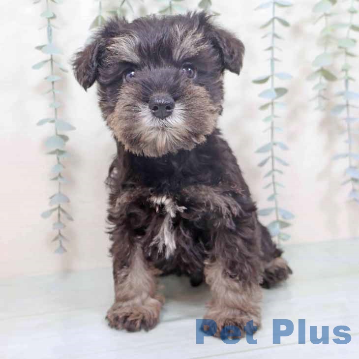 兵庫県のミニチュアシュナウザー (ペットプラス 神戸三宮店/2025年10月28日生まれ/男の子/ブラックシルバー)の子犬の2枚目の画像