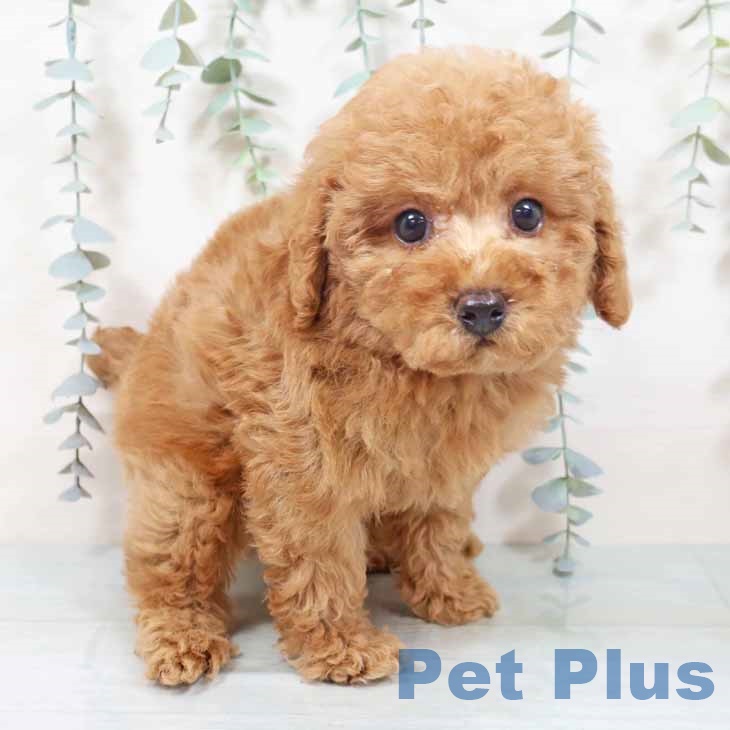 京都府のトイプードル(トイ) (ペットプラス 京都桂川店/2025年10月28日生まれ/男の子/オレンジフォーン)の子犬の1枚目の画像