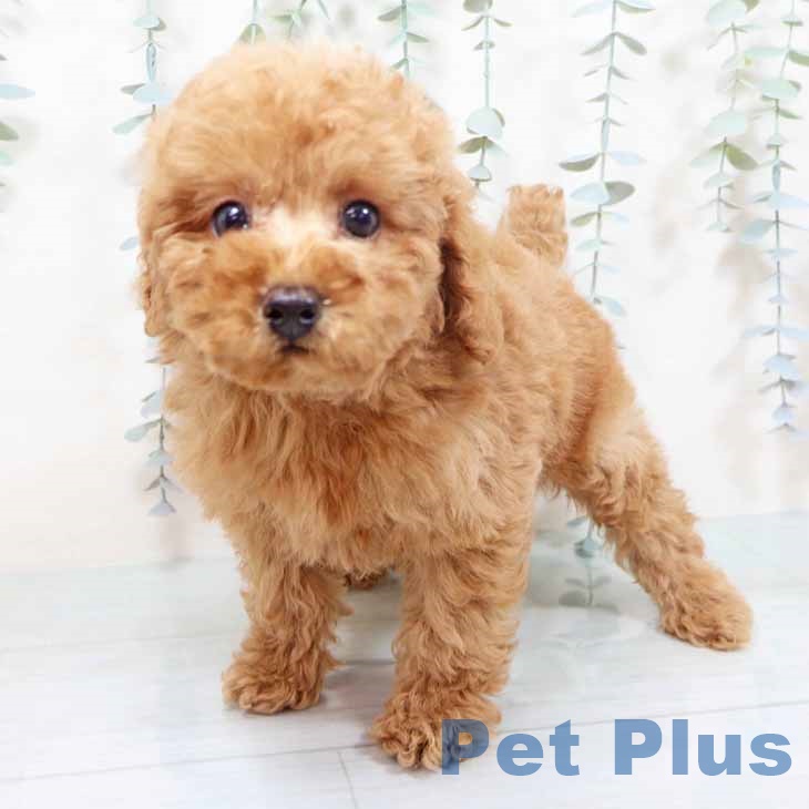京都府のトイプードル(トイ) (ペットプラス 京都桂川店/2025年10月28日生まれ/男の子/オレンジフォーン)の子犬の2枚目の画像