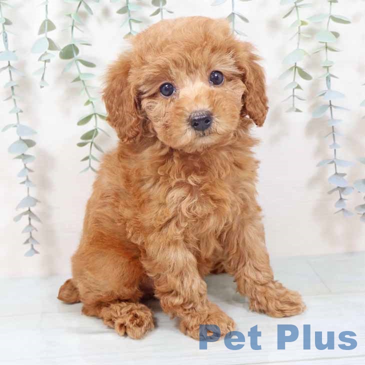 大阪府のトイプードル(トイ) (ペットプラス ららぽーと和泉店/2025年10月28日生まれ/女の子/オレンジフォーン)の子犬の1枚目の画像