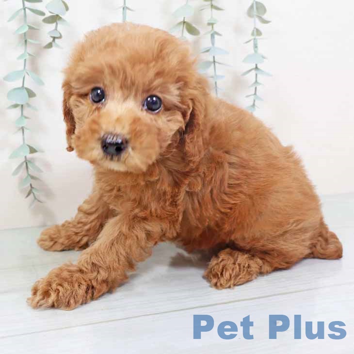 大阪府のトイプードル(トイ) (ペットプラス ららぽーと和泉店/2025年10月28日生まれ/女の子/オレンジフォーン)の子犬の2枚目の画像