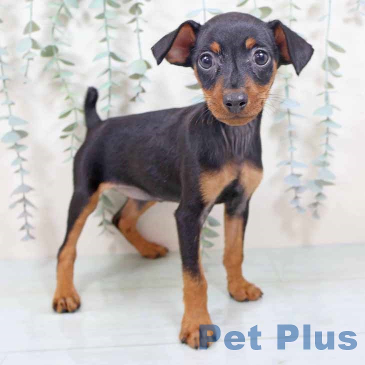 大阪府のミニチュアピンシャー (ペットプラス りんくう泉南店/2025年10月29日生まれ/女の子/ブラックタン)の子犬の1枚目の画像