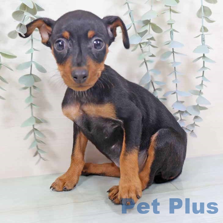 大阪府のミニチュアピンシャー (ペットプラス りんくう泉南店/2025年10月29日生まれ/女の子/ブラックタン)の子犬の2枚目の画像