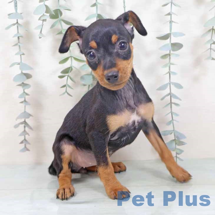 大阪府のミニチュアピンシャー (ペットプラス 堺鉄砲町店/2025年10月29日生まれ/女の子/ブラックタン)の子犬の1枚目の画像