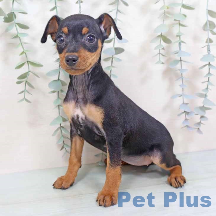 大阪府のミニチュアピンシャー (ペットプラス 堺鉄砲町店/2025年10月29日生まれ/女の子/ブラックタン)の子犬の2枚目の画像