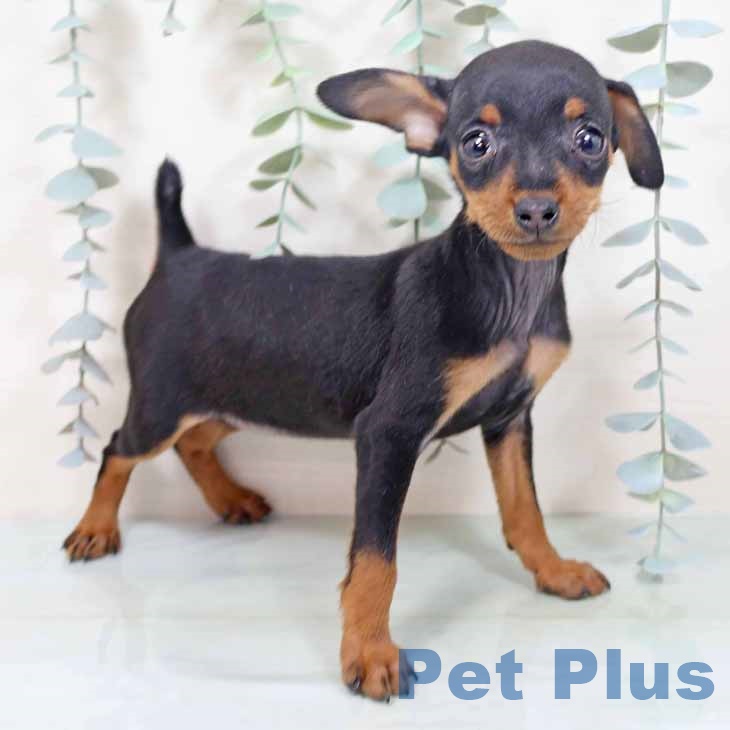 大阪府のミニチュアピンシャー (ペットプラス 松原店/2025年10月29日生まれ/女の子/ブラックタン)の子犬の1枚目の画像