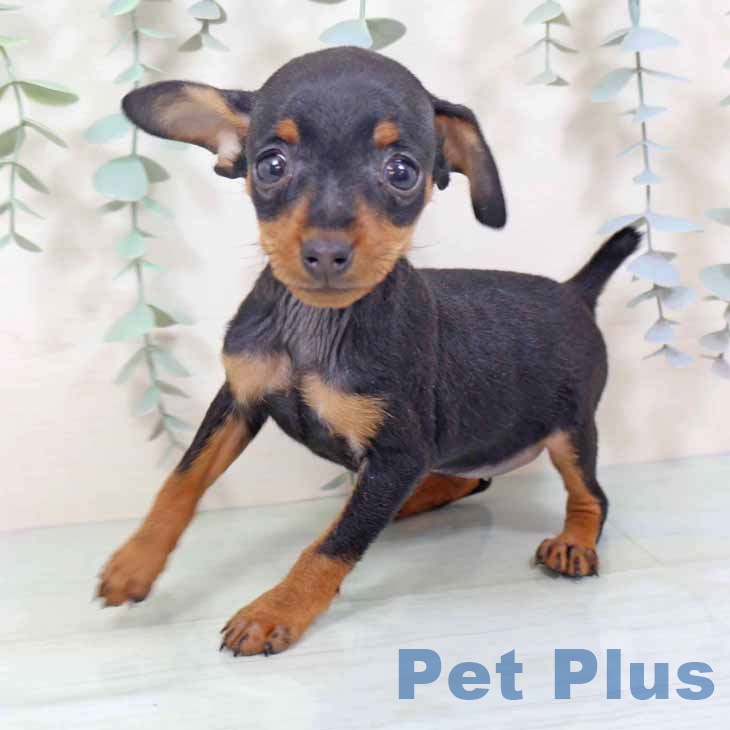 大阪府のミニチュアピンシャー (ペットプラス 松原店/2025年10月29日生まれ/女の子/ブラックタン)の子犬の2枚目の画像
