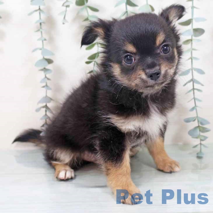 大阪府のチワワ(ロング) (ペットプラス りんくう泉南店/2025年10月27日生まれ/男の子/ブラックタンホワイト)の子犬の1枚目の画像