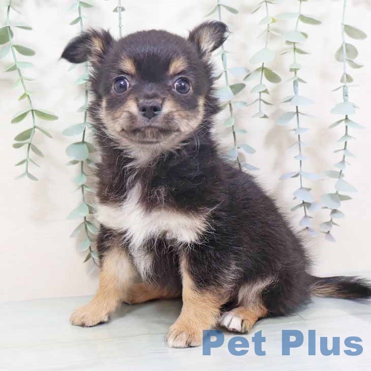 大阪府のチワワ(ロング) (ペットプラス りんくう泉南店/2025年10月27日生まれ/男の子/ブラックタンホワイト)の子犬の2枚目の画像