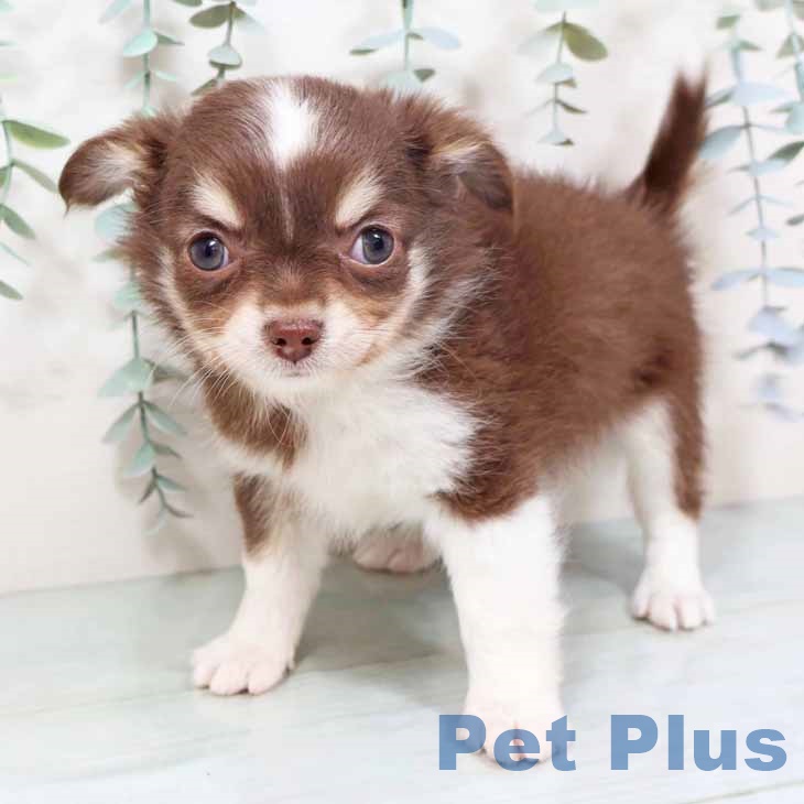京都府のチワワ(ロング) (ペットプラス 京都桂川店/2025年10月27日生まれ/男の子/チョコレートタンホワイト)の子犬の1枚目の画像
