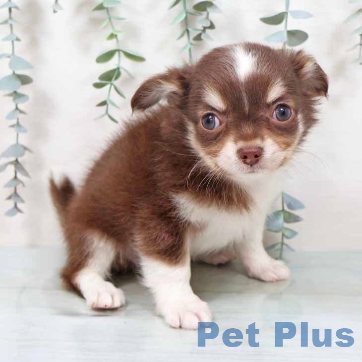 京都府のチワワ(ロング) (ペットプラス 京都桂川店/2025年10月27日生まれ/男の子/チョコレートタンホワイト)の子犬の2枚目の画像