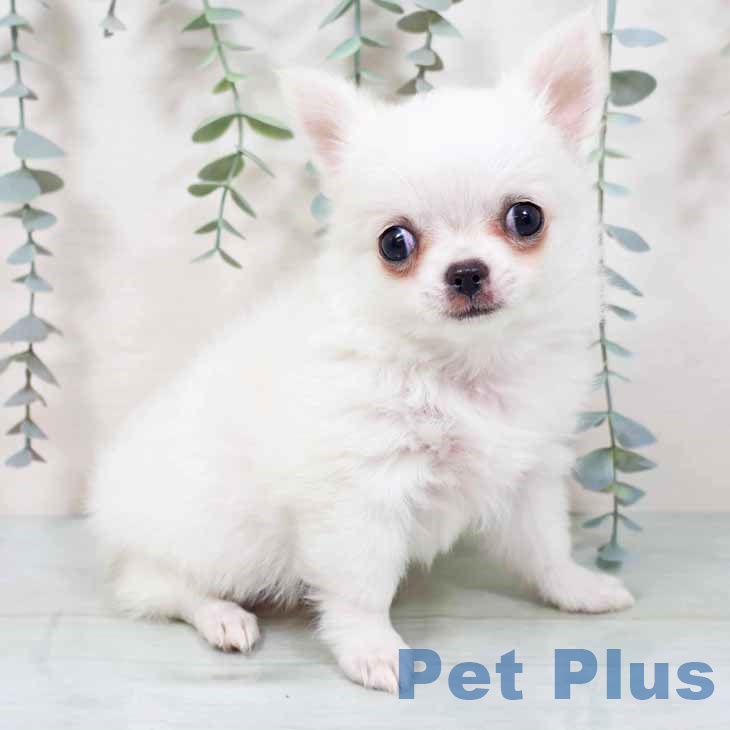 京都府のチワワ(ロング) (ペットプラス 京都桂川店/2025年10月27日生まれ/女の子/ホワイトクリーム)の子犬の1枚目の画像