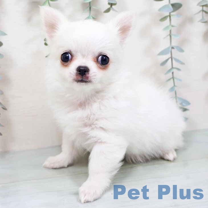 京都府のチワワ(ロング) (ペットプラス 京都桂川店/2025年10月27日生まれ/女の子/ホワイトクリーム)の子犬の2枚目の画像