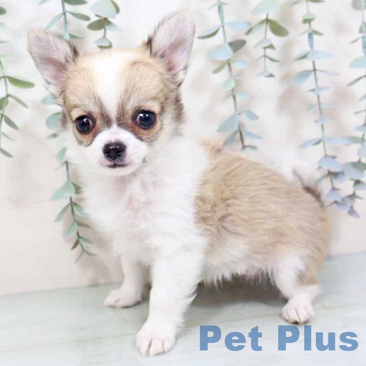 大阪府のチワワ(ロング) (ペットプラス りんくう泉南店/2025年10月27日生まれ/女の子/フォーンホワイト)の子犬の2枚目の画像