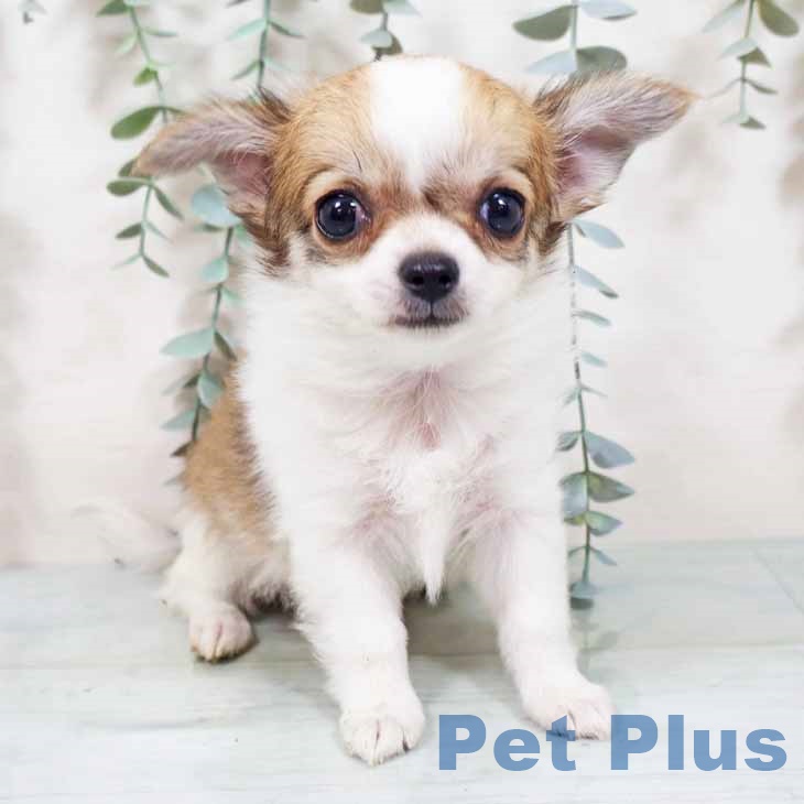 大阪府のチワワ(ロング) (ペットプラス 鶴見店/2025年10月27日生まれ/女の子/レッドホワイト)の子犬の1枚目の画像