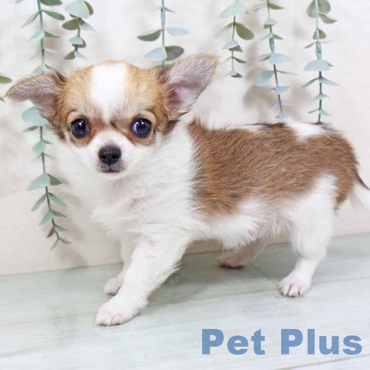 大阪府のチワワ(ロング) (ペットプラス 鶴見店/2025年10月27日生まれ/女の子/レッドホワイト)の子犬の2枚目の画像