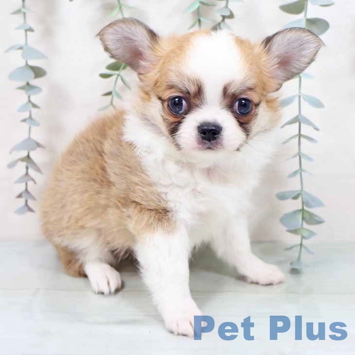大阪府のチワワ(ロング) (ペットプラス イオン大日店/2025年10月29日生まれ/男の子/レッドホワイト)の子犬の1枚目の画像