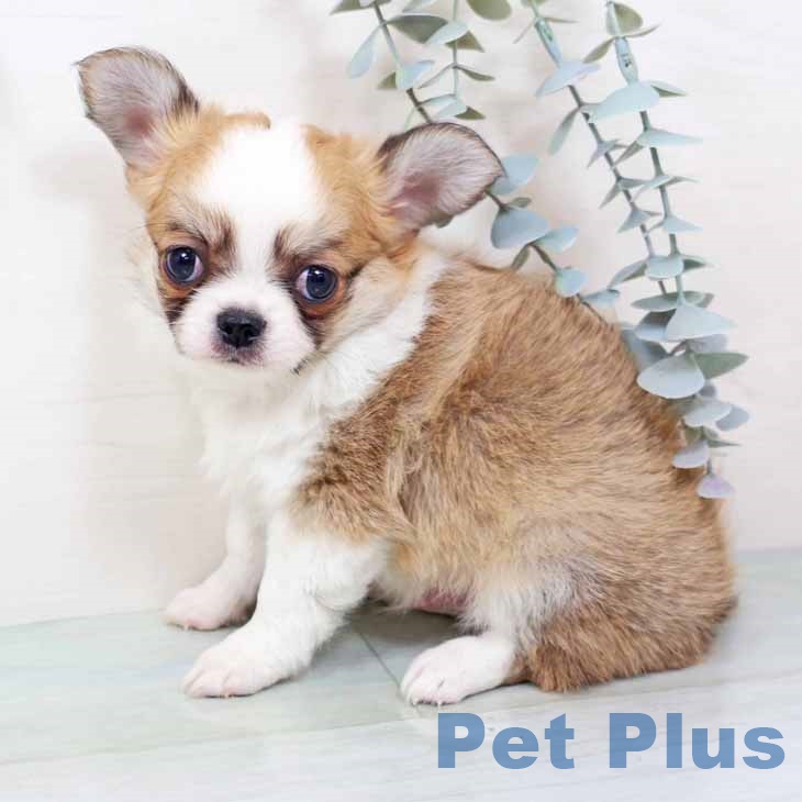 大阪府のチワワ(ロング) (ペットプラス イオン大日店/2025年10月29日生まれ/男の子/レッドホワイト)の子犬の2枚目の画像