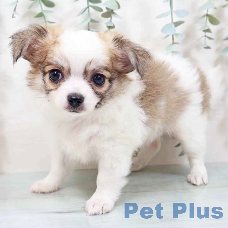 大阪府のチワワ(ロング) (ペットプラス 鶴見店/2025年10月29日生まれ/女の子/ホワイトレッド)の子犬の1枚目の画像