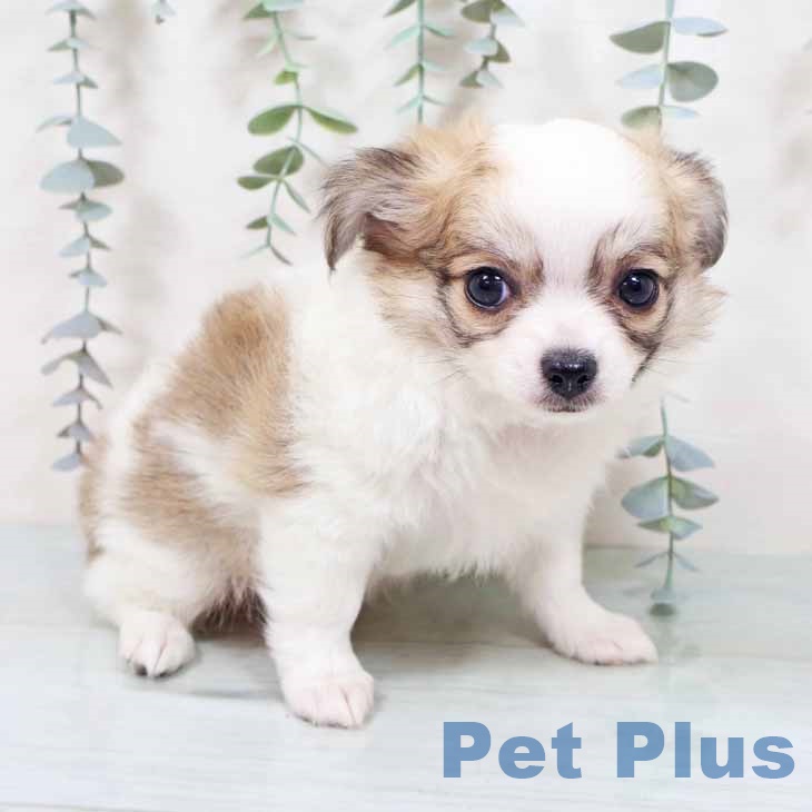 大阪府のチワワ(ロング) (ペットプラス 鶴見店/2025年10月29日生まれ/女の子/ホワイトレッド)の子犬の2枚目の画像