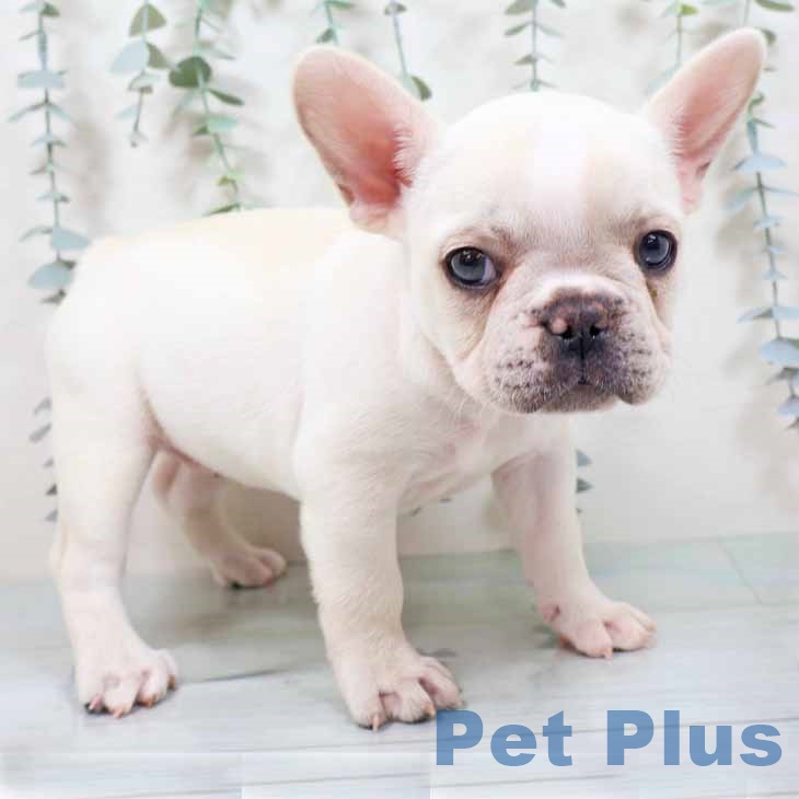 京都府のフレンチブルドッグ (ペットプラス 京都桂川店/2025年10月29日生まれ/女の子/クリーム)の子犬の1枚目の画像