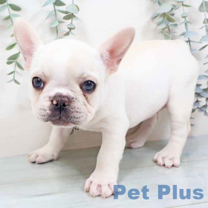 京都府のフレンチブルドッグ (ペットプラス 京都桂川店/2025年10月29日生まれ/女の子/クリーム)の子犬の2枚目の画像