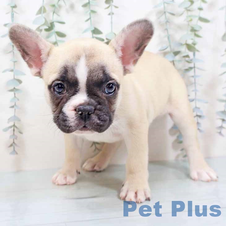 大阪府のフレンチブルドッグ (ペットプラス りんくう泉南店/2025年10月29日生まれ/女の子/パイド)の子犬の1枚目の画像