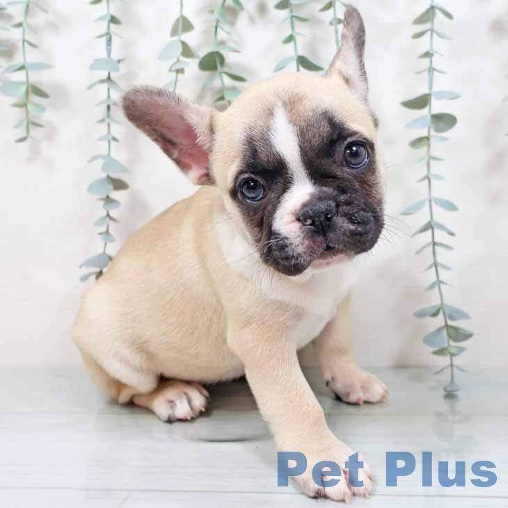 大阪府のフレンチブルドッグ (ペットプラス りんくう泉南店/2025年10月29日生まれ/女の子/パイド)の子犬の2枚目の画像