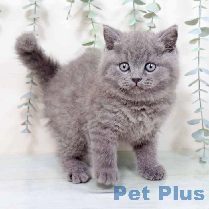 京都府のブリティッシュショートヘアー (ペットプラス 京都桂川店/2025年10月22日生まれ/男の子/ブルー)の子猫の1枚目の画像
