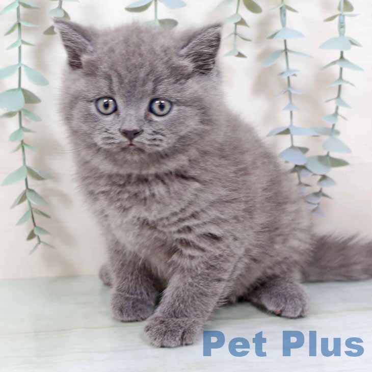 京都府のブリティッシュショートヘアー (ペットプラス 京都桂川店/2025年10月22日生まれ/男の子/ブルー)の子猫の2枚目の画像