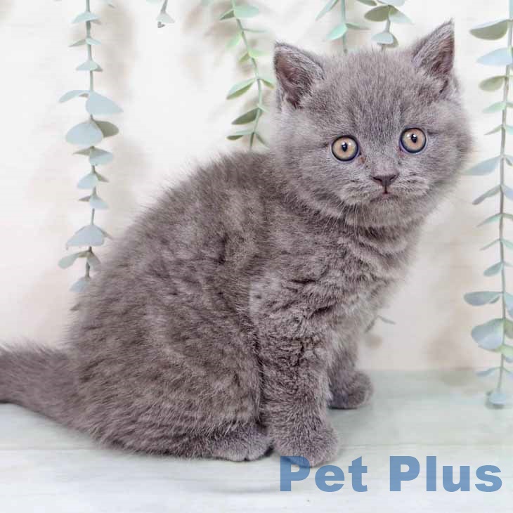 大阪府のブリティッシュショートヘアー (ペットプラス りんくう泉南店/2025年10月22日生まれ/女の子/ブルー)の子猫の1枚目の画像