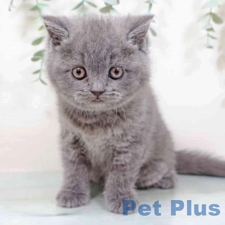 大阪府のブリティッシュショートヘアー (ペットプラス りんくう泉南店/2025年10月22日生まれ/女の子/ブルー)の子猫の2枚目の画像