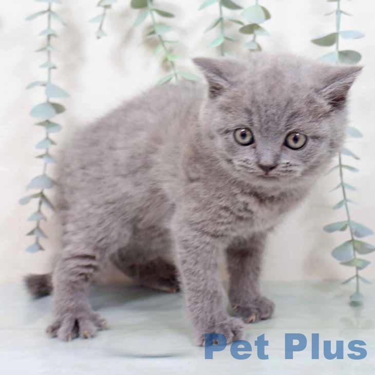 大阪府のブリティッシュショートヘアー (ペットプラス ららぽーと和泉店/2025年10月22日生まれ/女の子/ブルー)の子猫の1枚目の画像