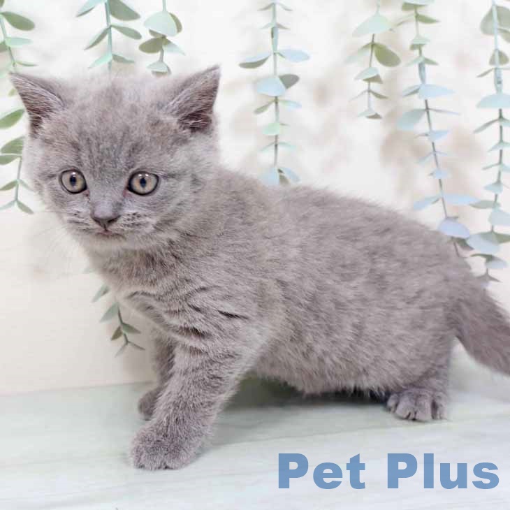 大阪府のブリティッシュショートヘアー (ペットプラス ららぽーと和泉店/2025年10月22日生まれ/女の子/ブルー)の子猫の2枚目の画像