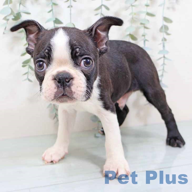 新潟県のボストンテリア (ペットプラス 新潟南店/2025年10月30日生まれ/男の子/ボストンカラー)の子犬の1枚目の画像