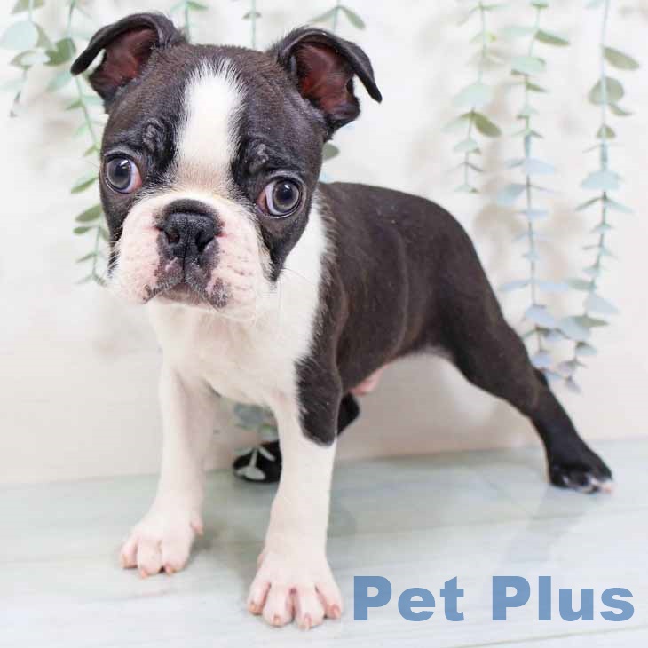 京都府のボストンテリア (ペットプラス 京都桂川店/2025年10月30日生まれ/男の子/ボストンカラー)の子犬の1枚目の画像