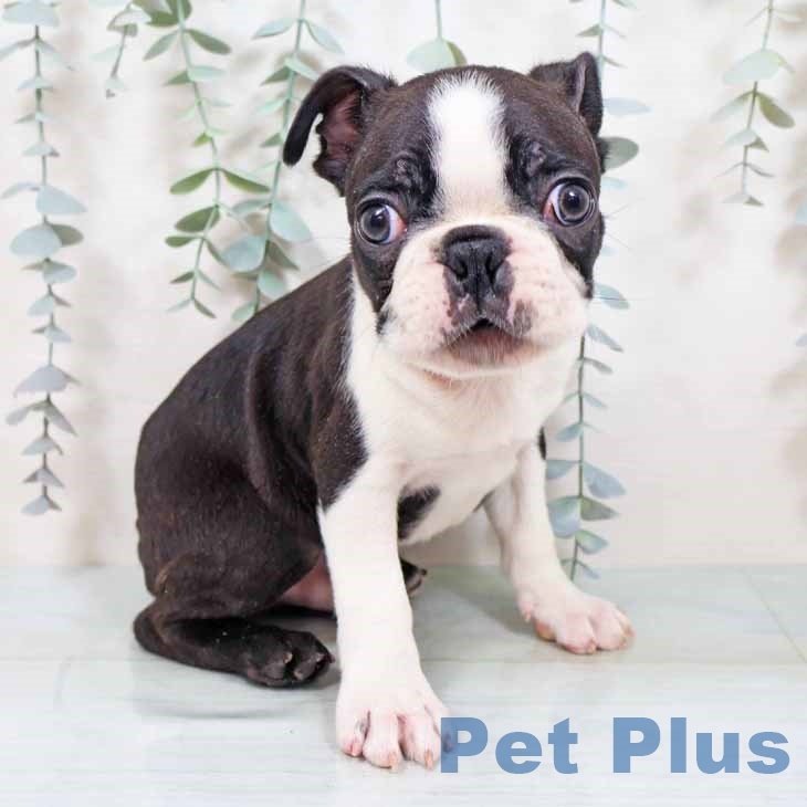 京都府のボストンテリア (ペットプラス 京都桂川店/2025年10月30日生まれ/男の子/ボストンカラー)の子犬の2枚目の画像