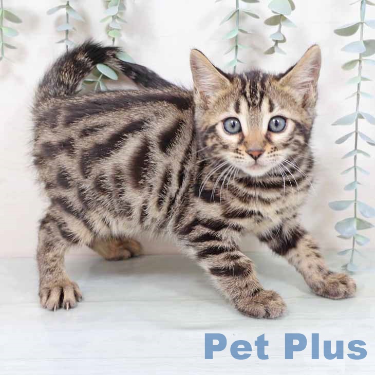 京都府のベンガル (ペットプラス イオンモールKYOTO店/2025年10月23日生まれ/女の子/ブラウンスポットタビー)の子猫の1枚目の画像