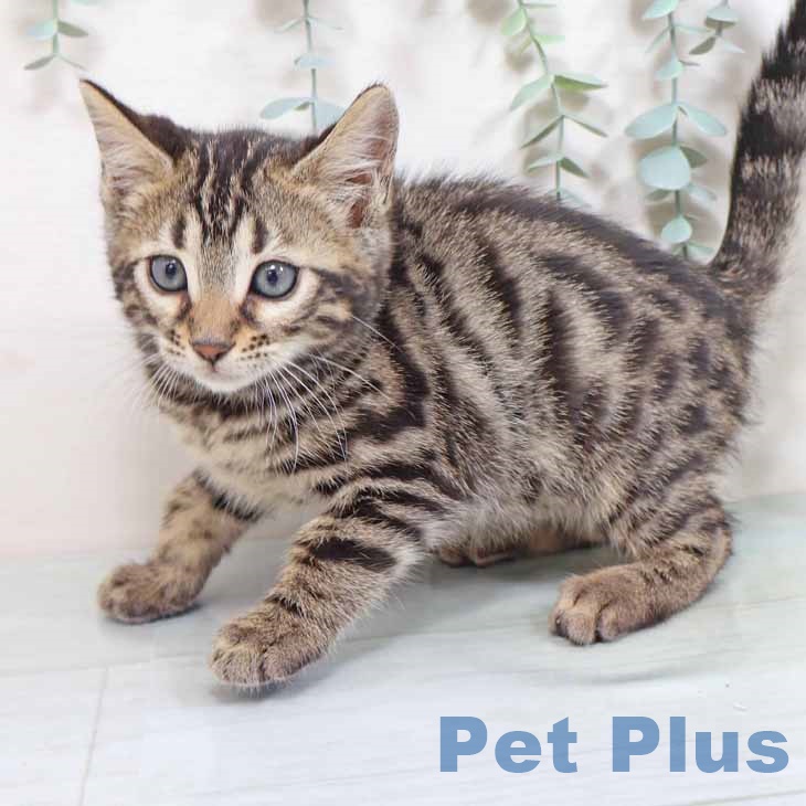 京都府のベンガル (ペットプラス イオンモールKYOTO店/2025年10月23日生まれ/女の子/ブラウンスポットタビー)の子猫の2枚目の画像