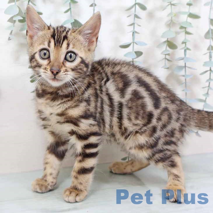 大阪府のベンガル (ペットプラス イオン大日店/2025年10月23日生まれ/女の子/ブラウンスポットタビー)の子猫の1枚目の画像