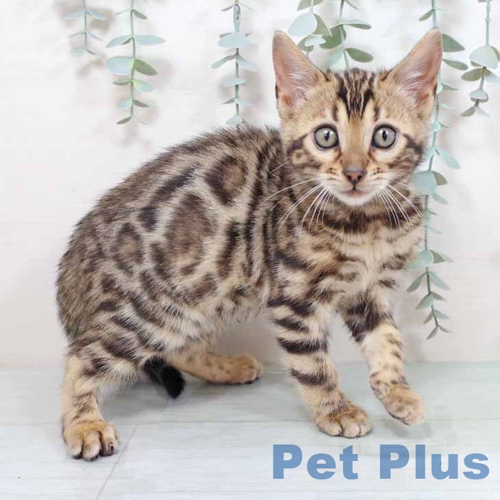 大阪府のベンガル (ペットプラス イオン大日店/2025年10月23日生まれ/女の子/ブラウンスポットタビー)の子猫の2枚目の画像